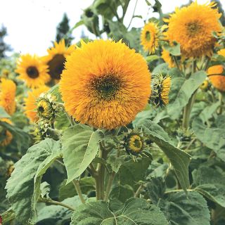 Giant Sungold Sunflower Thumbnail